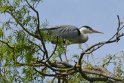 2019-04-18 15-54-44 Parc de la Courneuve DLe